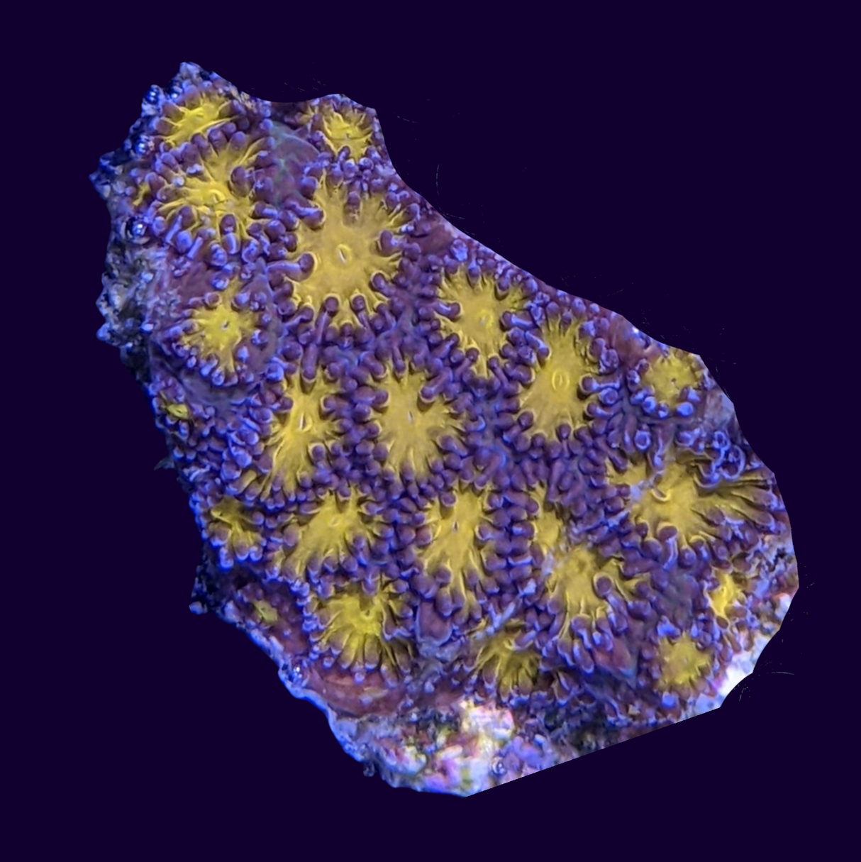 Orange Leptastrea Frag