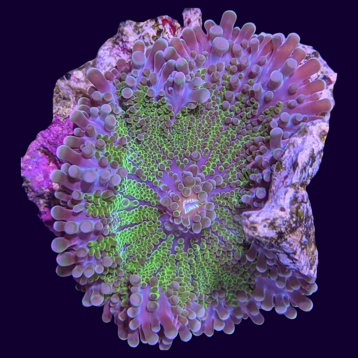 Multicolour Aussie Yuma Mushroom