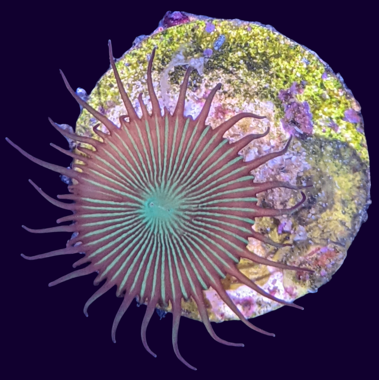 Green Paly Zoa Frag (UK Grown)