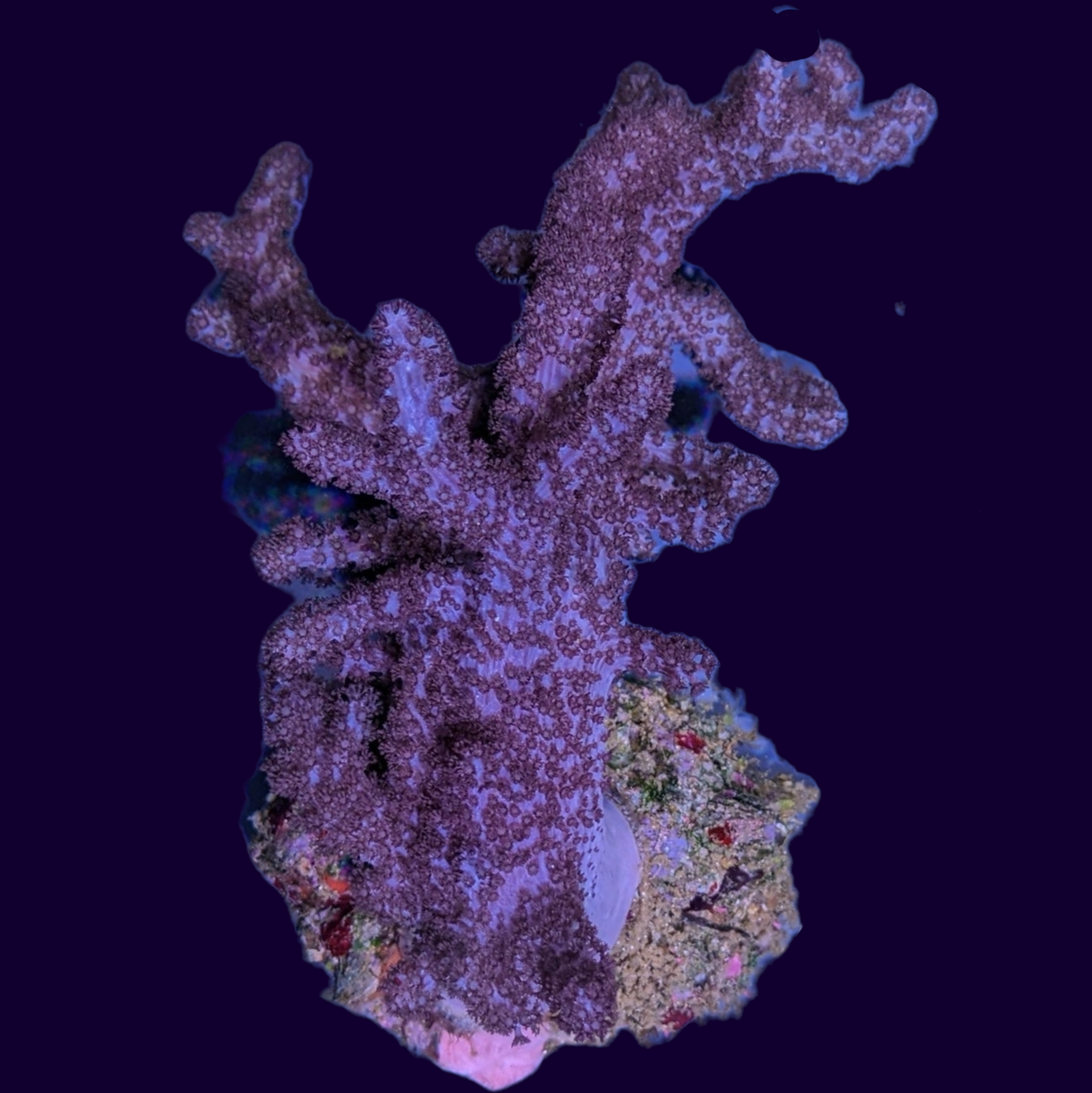 Aquacultured Nephthea Colony