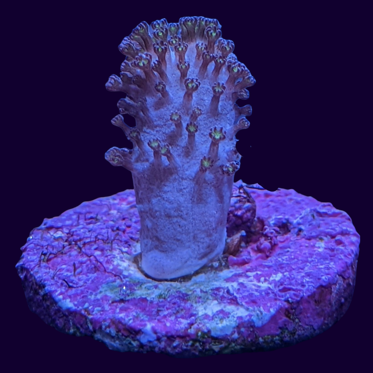 Cladiella (UK Grown)