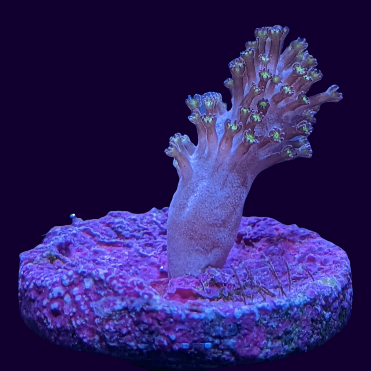 Cladiella (UK Grown)