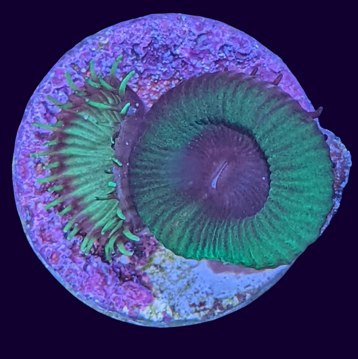 Green Paly Zoa Frag (UK Grown)