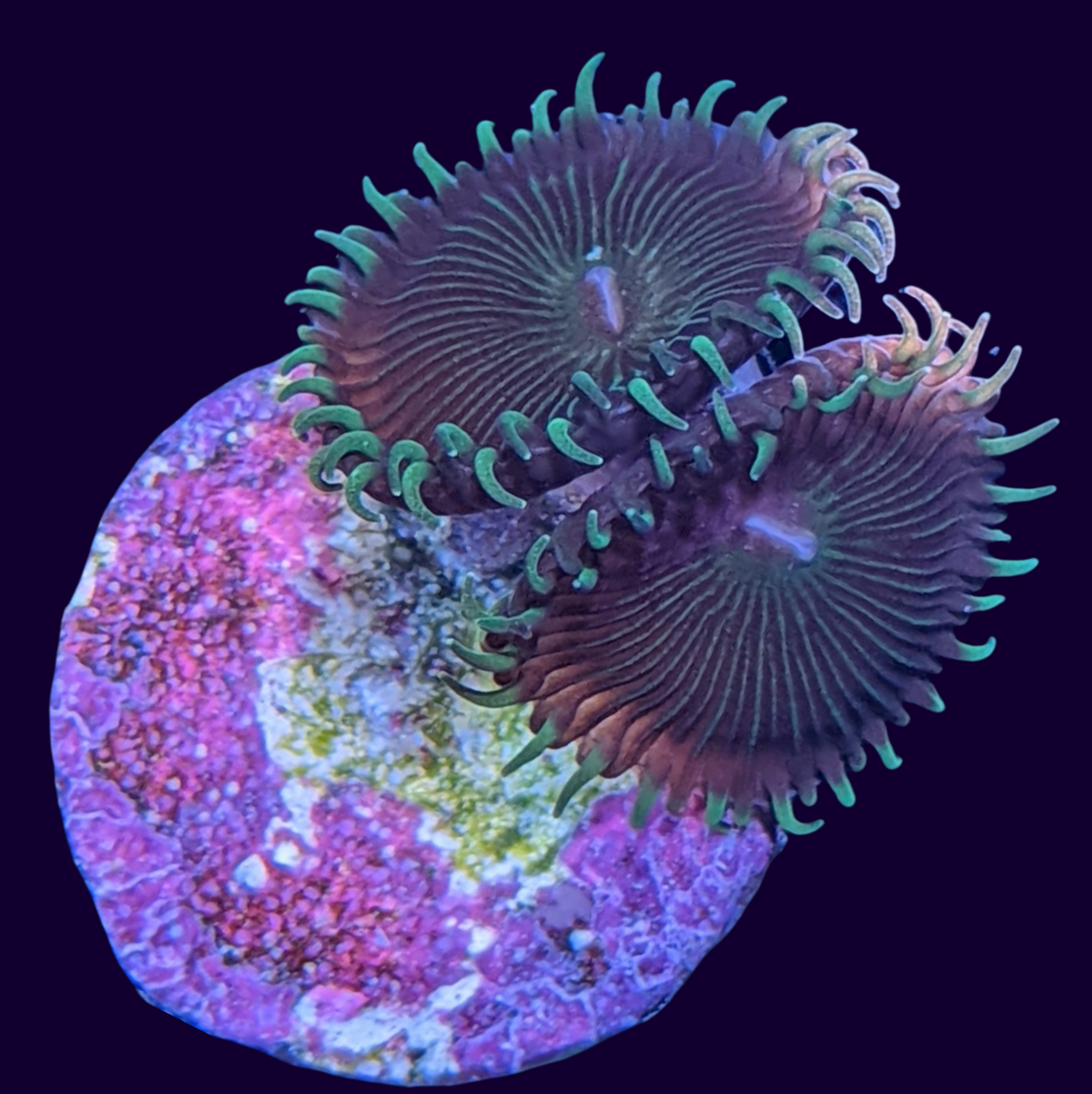 Green Paly Zoa Frag (UK Grown)