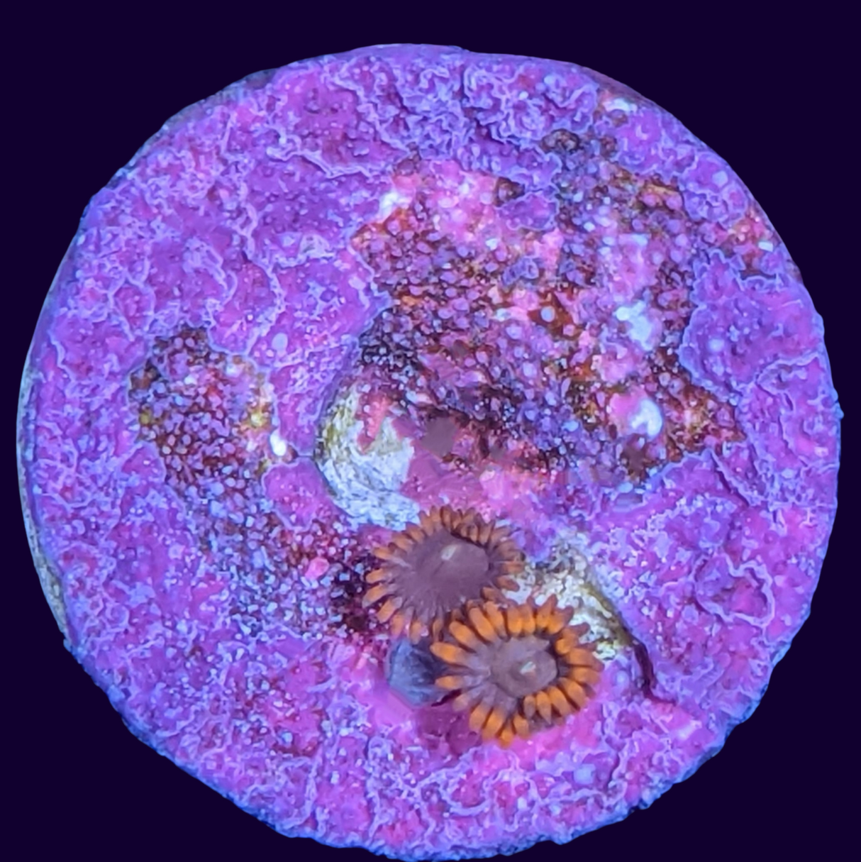 Chocolate Orange Zoa Frag