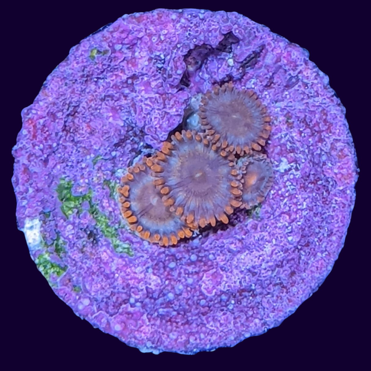 Chocolate Orange Zoa Frag