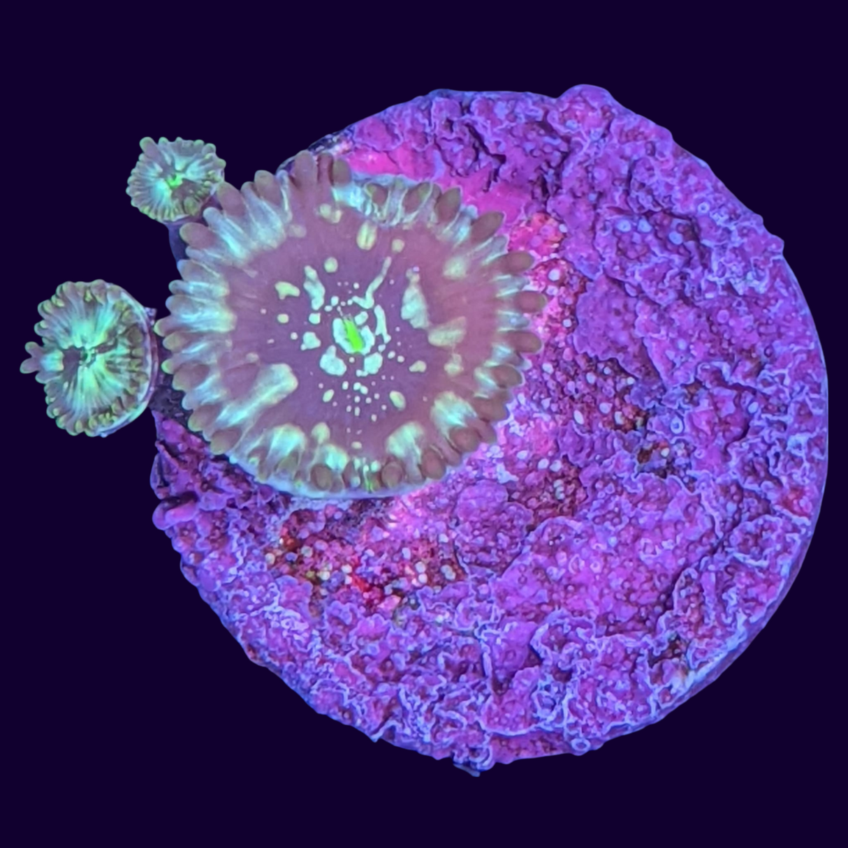 Dark Magician People Eater Zoa Frag (UK Grown)