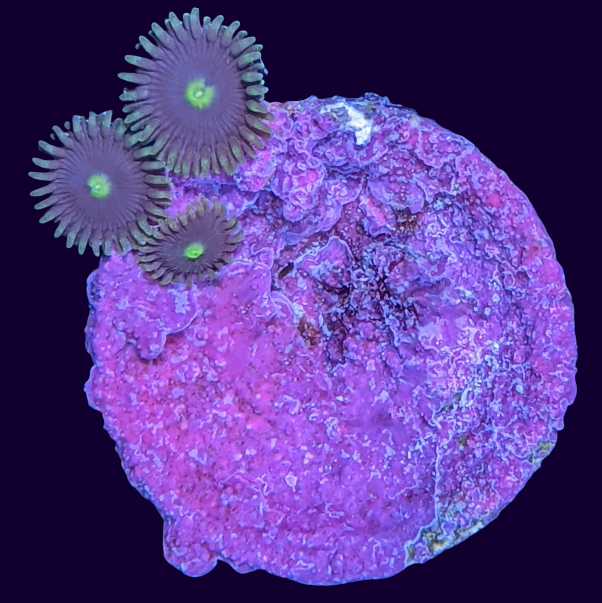 Zoa Frag (UK Grown)