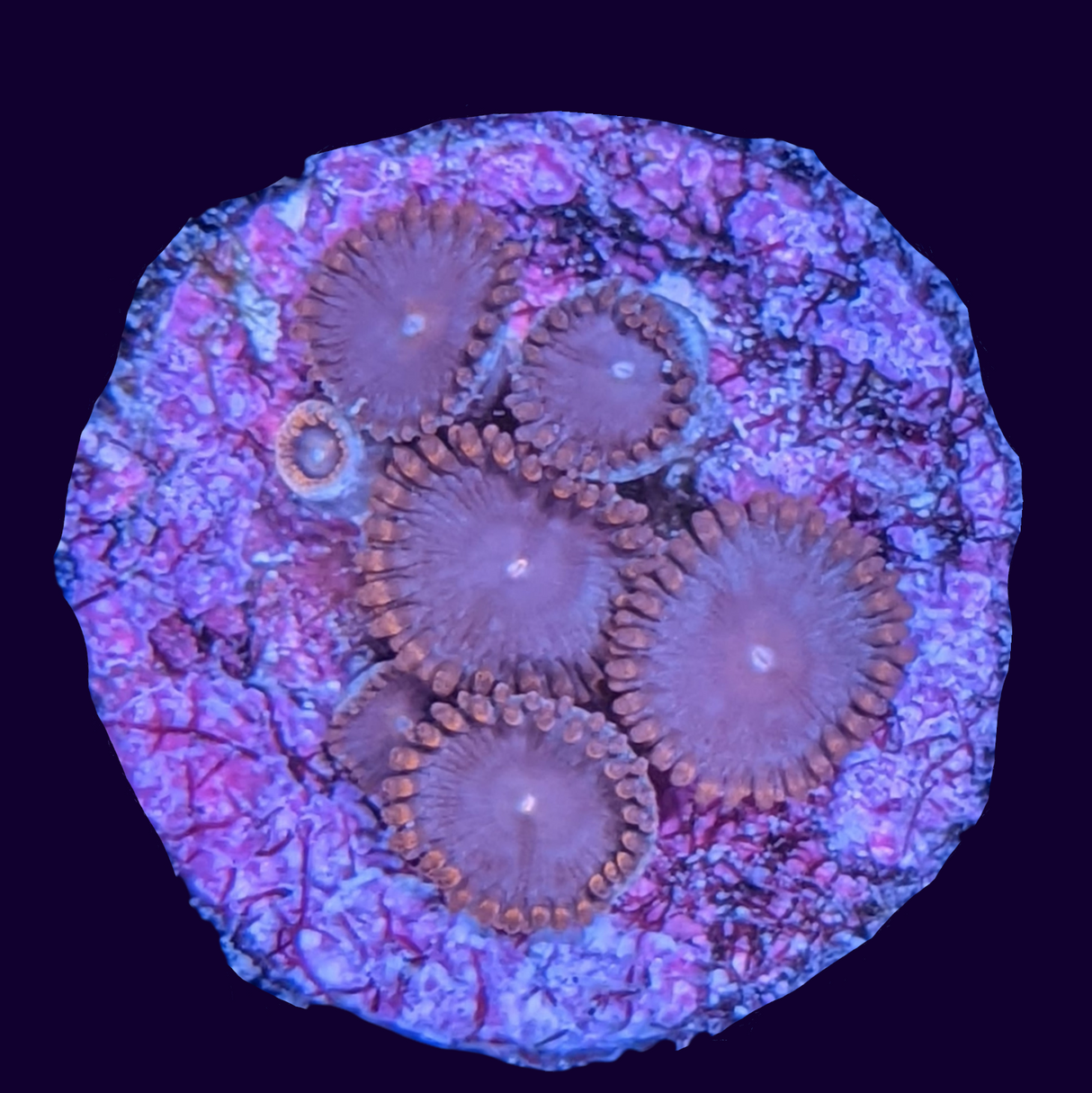 Forget Me Not Zoa Frag (UK Grown)