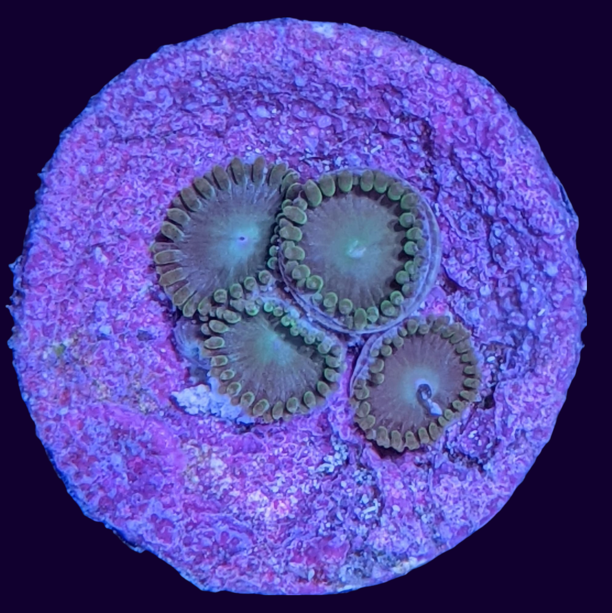 Green Bullet Zoa Frag (UK Grown)
