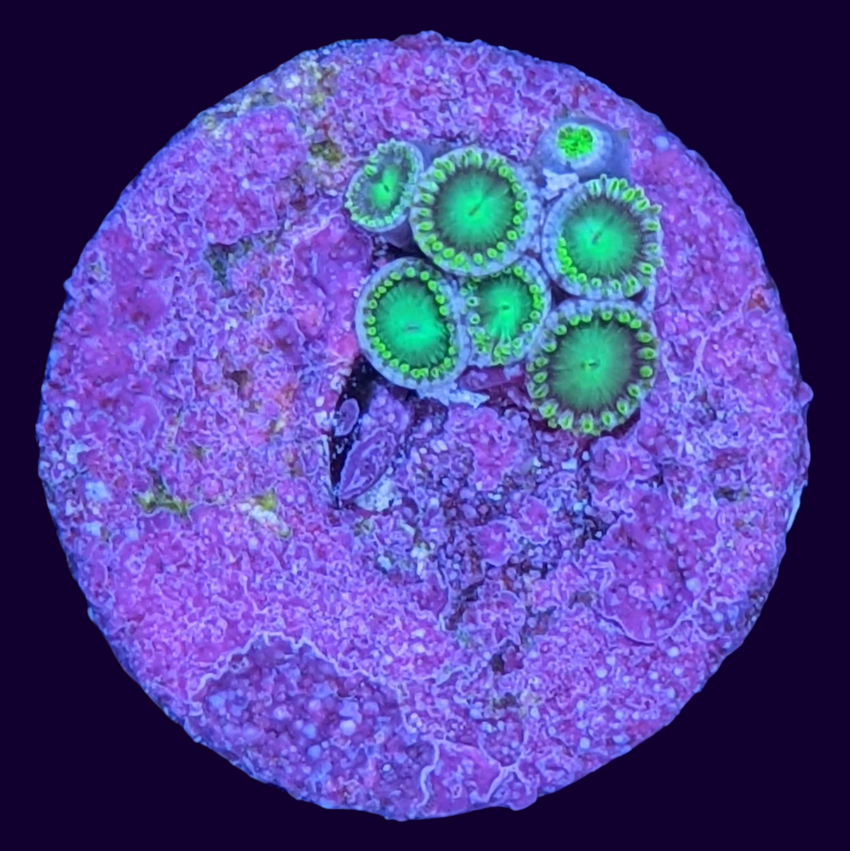 Radioactive Dragons Eye Zoa Frag (UK Grown)