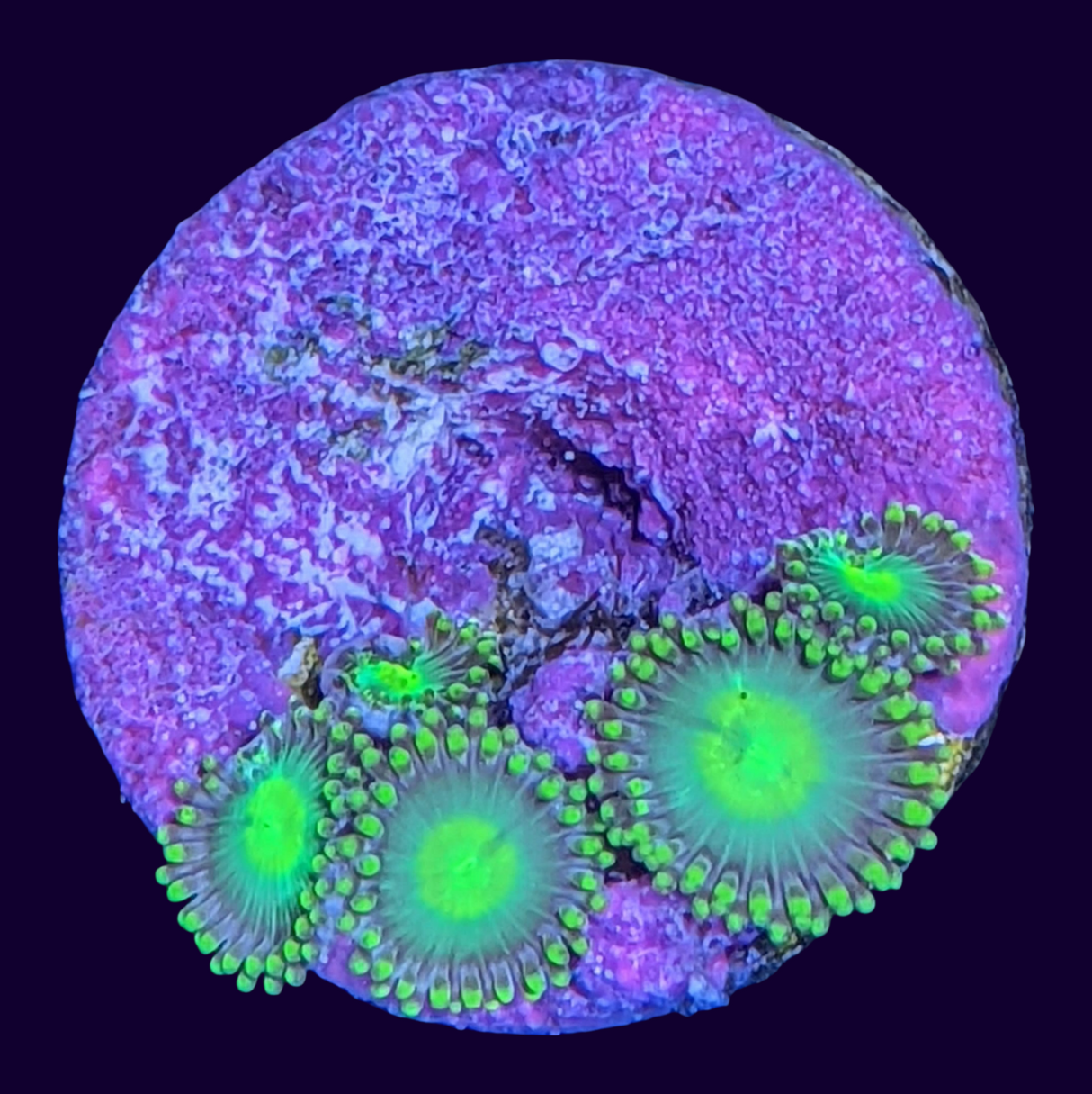 Radioactive Dragons Eye Zoa Frag (UK Grown)
