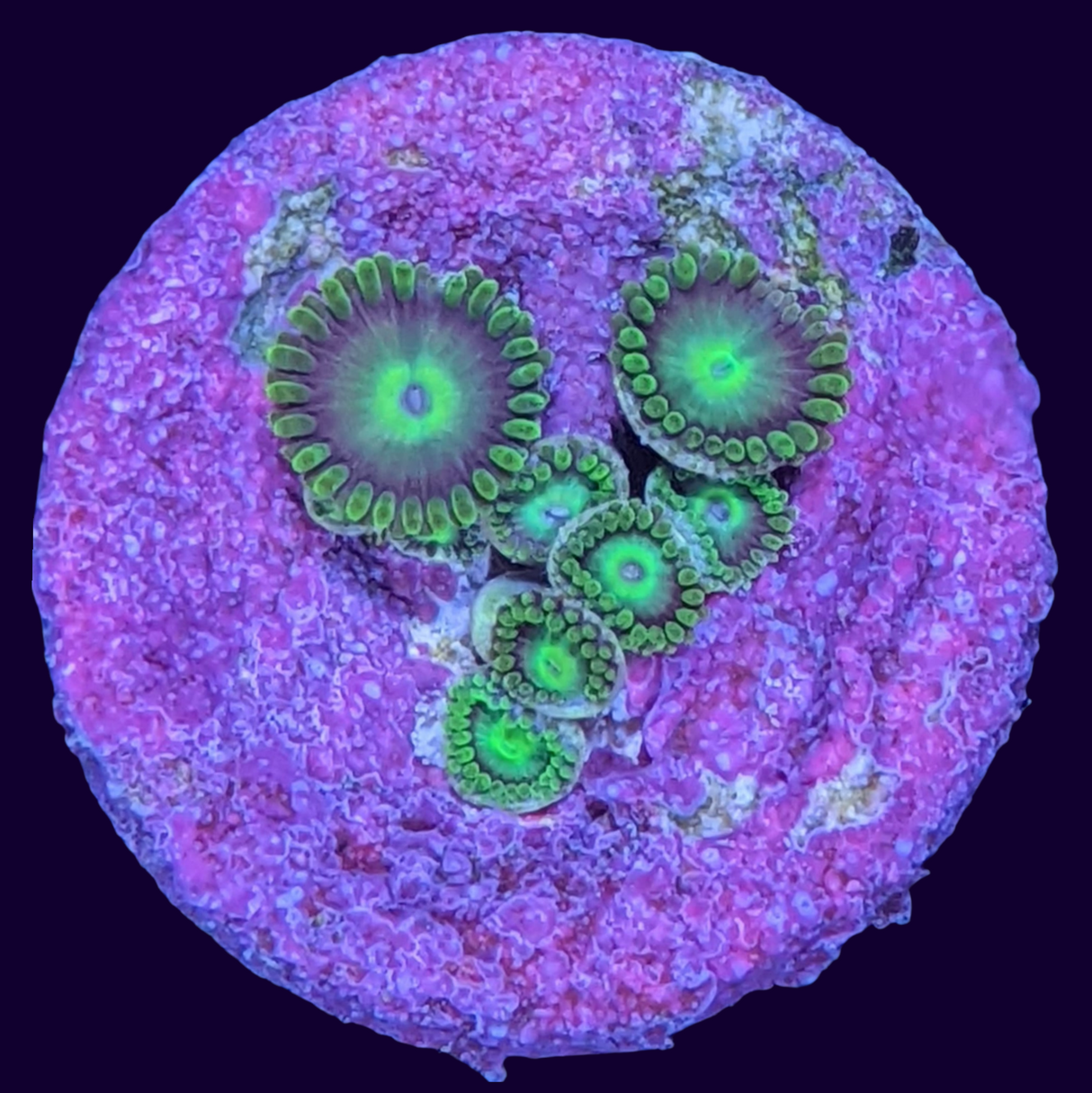 Radioactive Dragons Eye Zoa Frag (UK Grown)