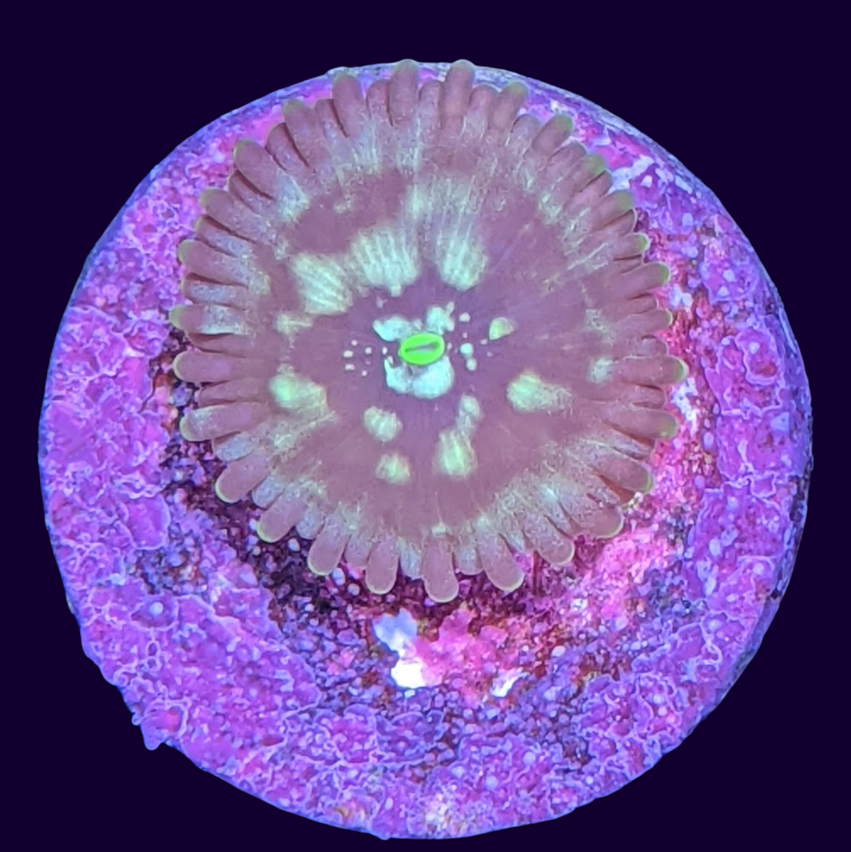 Dark Magician People Eater Zoa Frag (UK Grown)