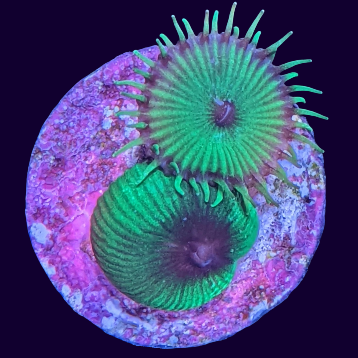 Green Paly Zoa Frag (UK Grown)