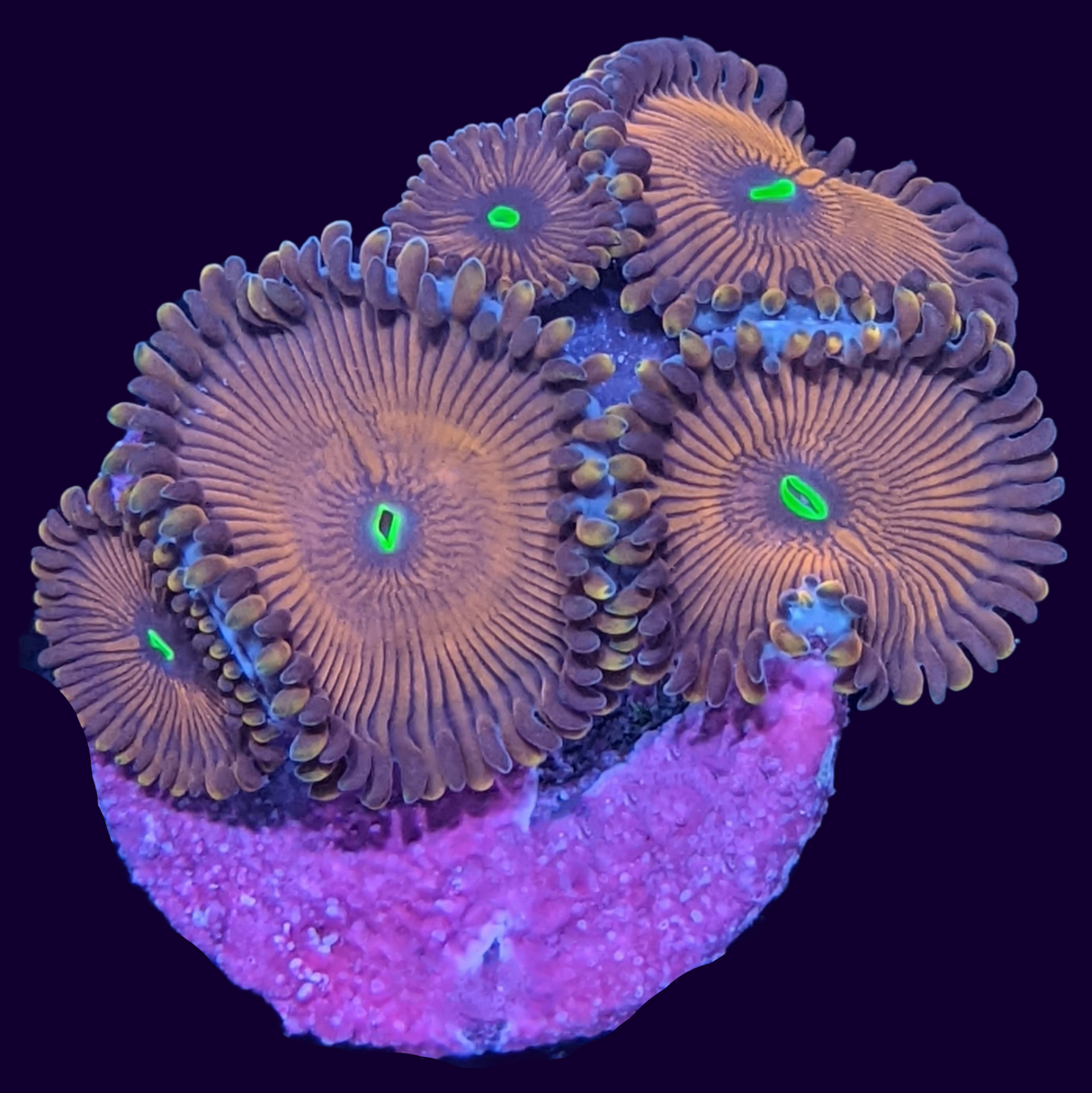 Red People Eater Zoa Frag (UK Grown)