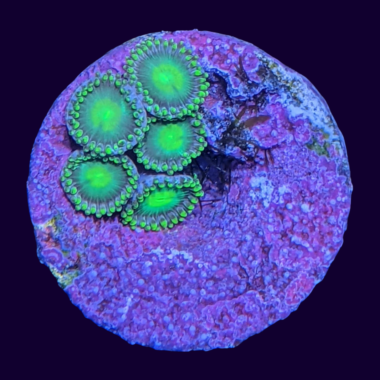 Radioactive Dragons Eye Zoa Frag (UK Grown)