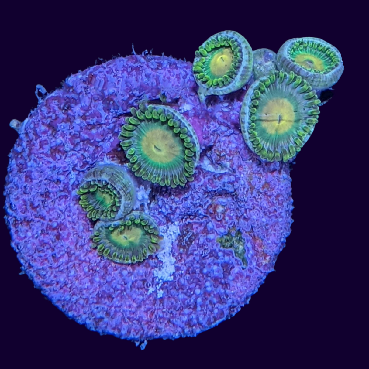 John Deere Zoa Frag (UK Grown)