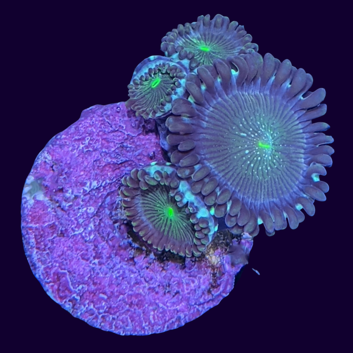 Green People Eater Zoa Frag (UK Grown)