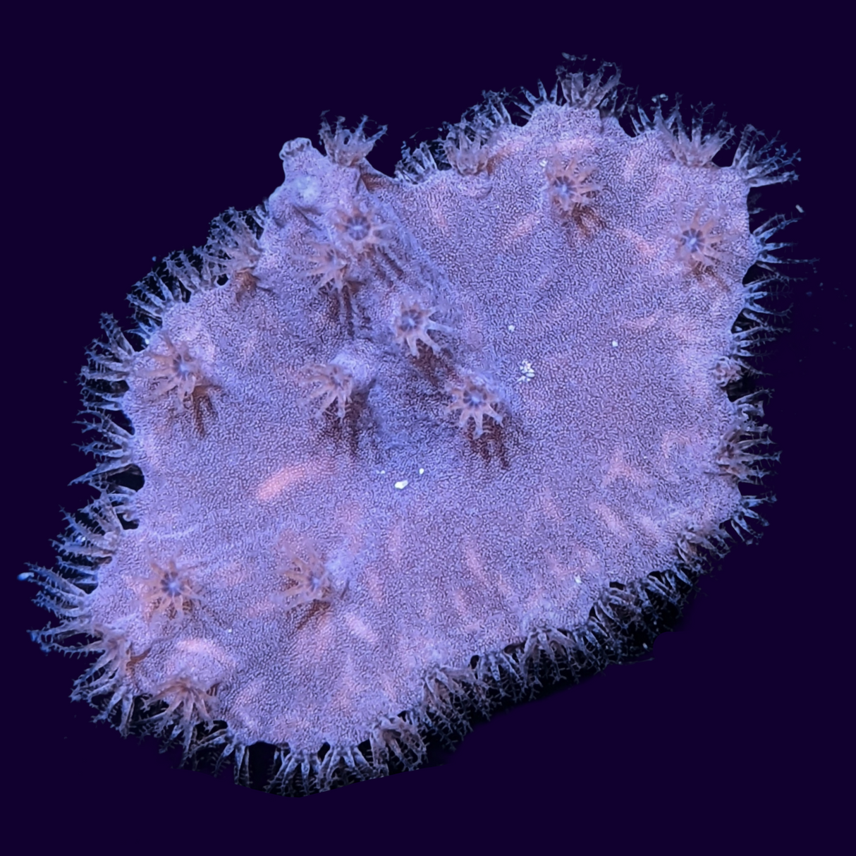 Sinularia Dura (UK Grown)