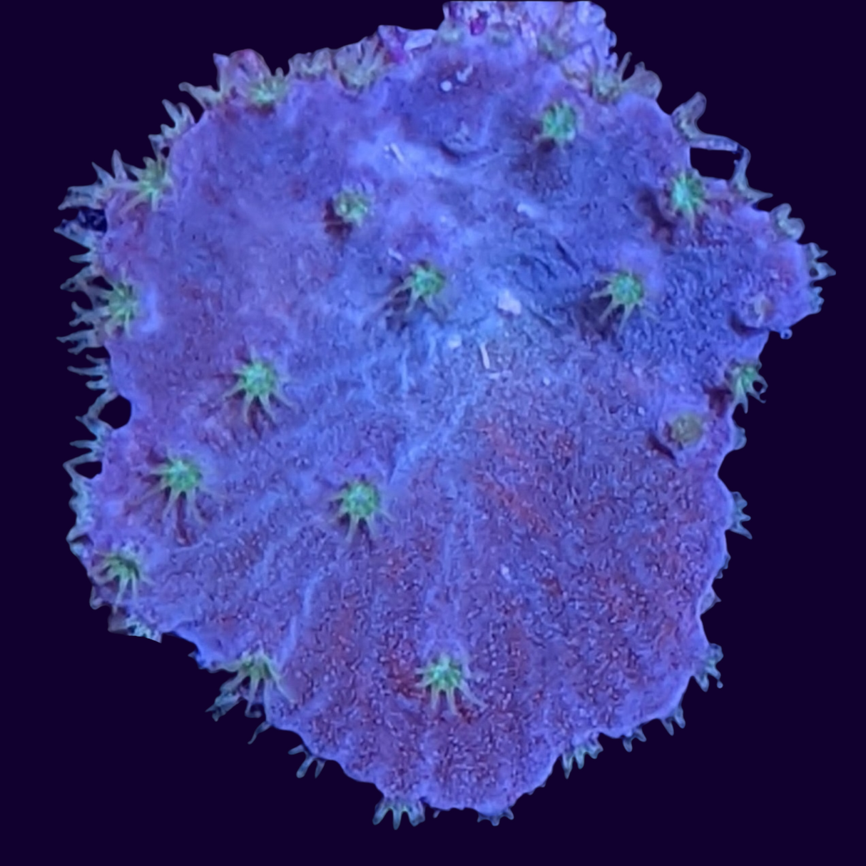 Sinularia Dura (UK Grown)