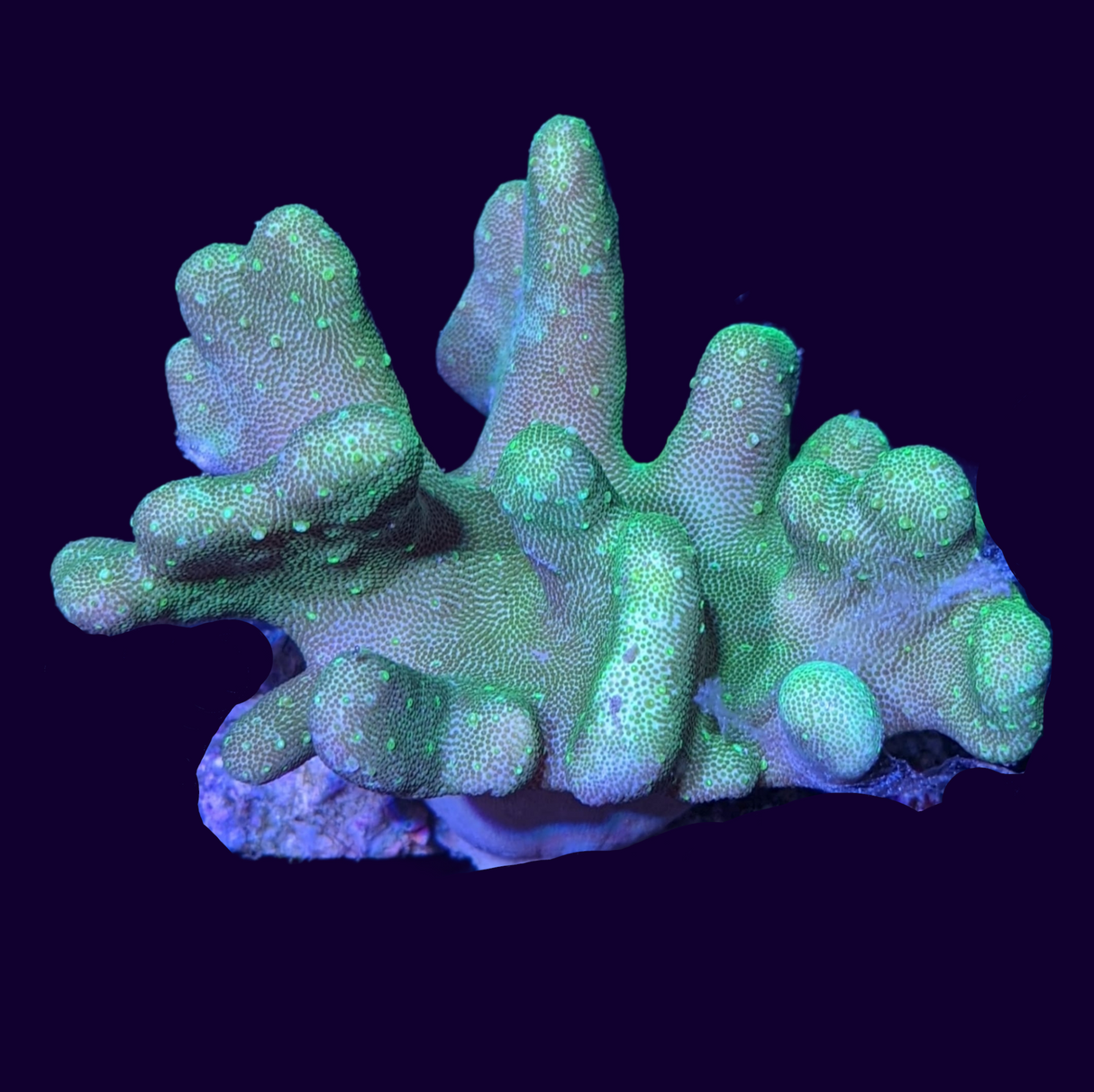 Aquacultured Green Toadstool