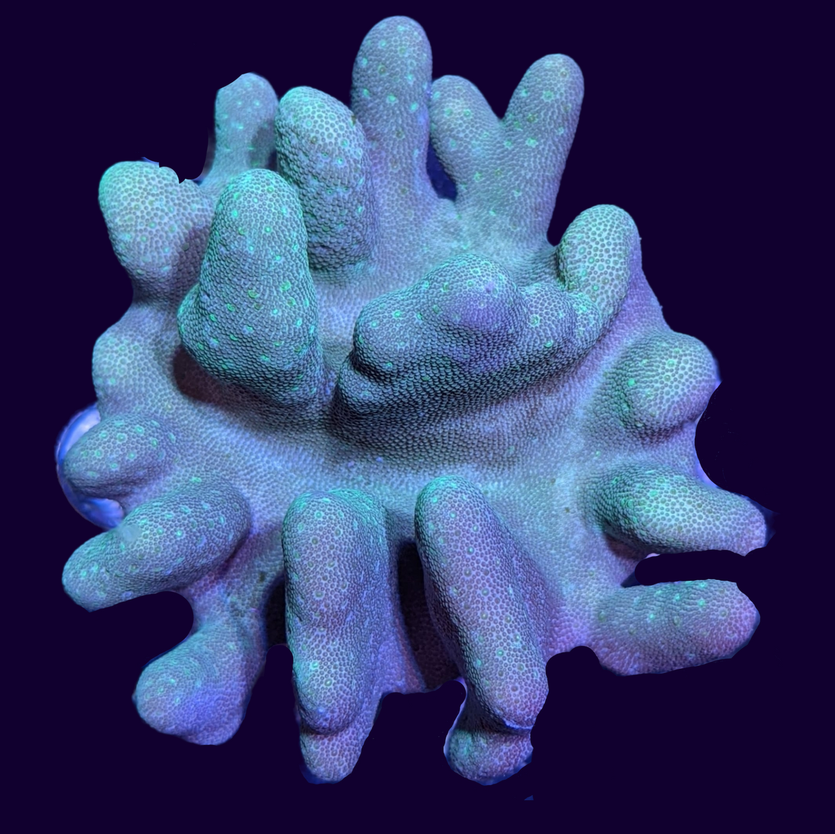 Aquacultured Green Toadstool