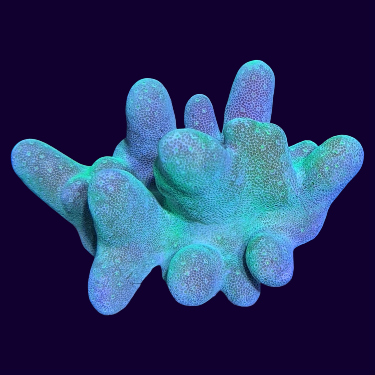 Aquacultured Green Toadstool