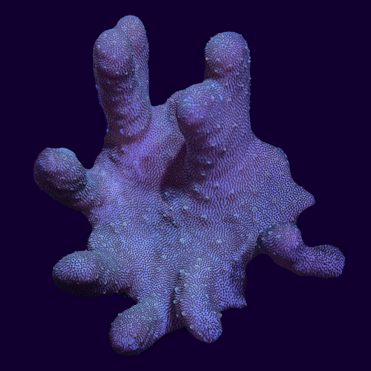 Aquacultured Green Toadstool