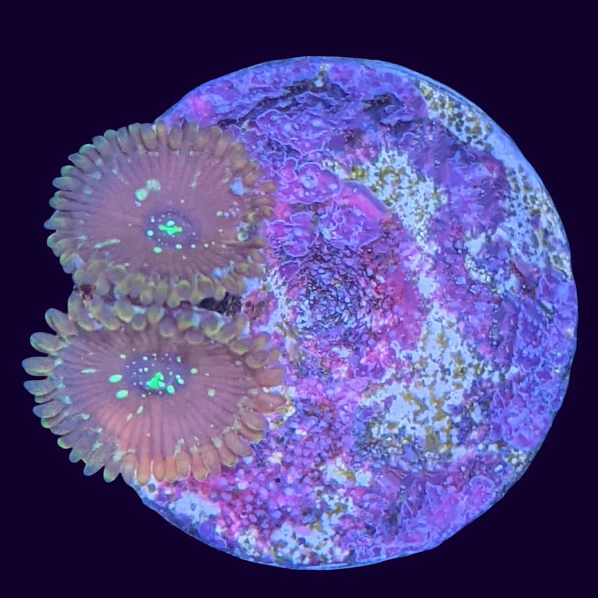 Magician People Eater Zoa Frag (UK Grown)
