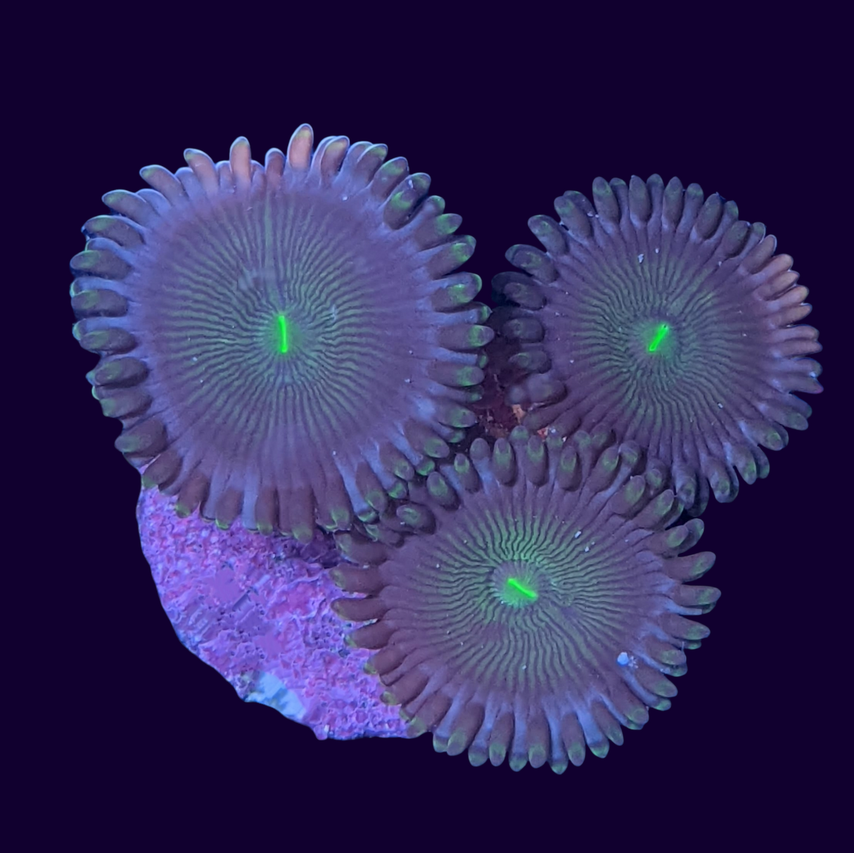 Green People Eater Zoa Frag (UK Grown)