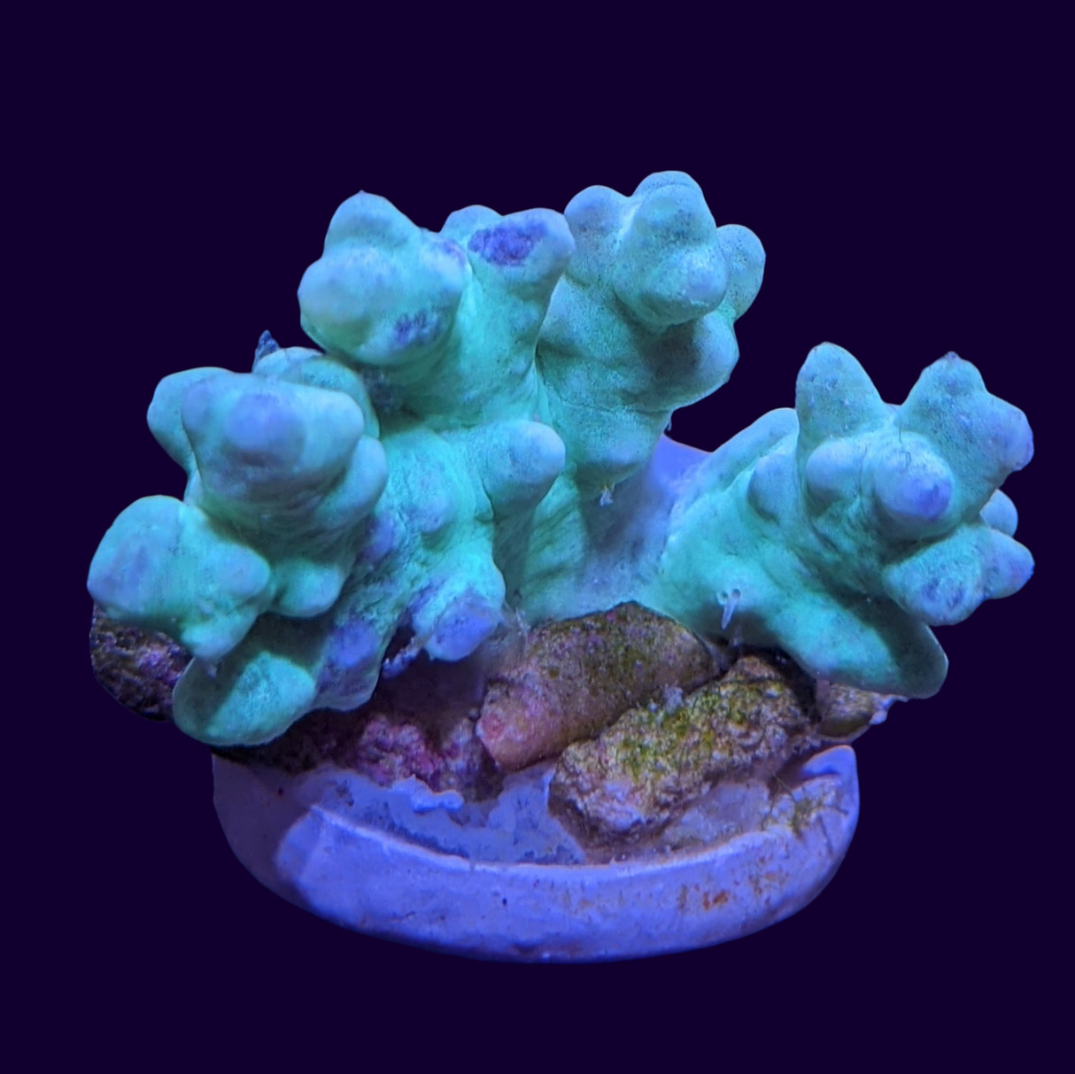 Aquacultured Green Sinularia