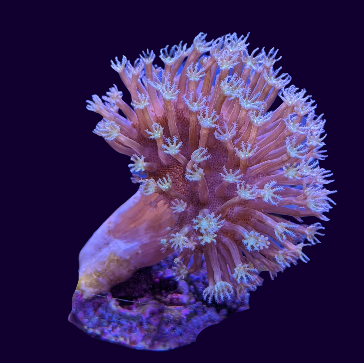 Medium Toadstool Frag (UK Grown)