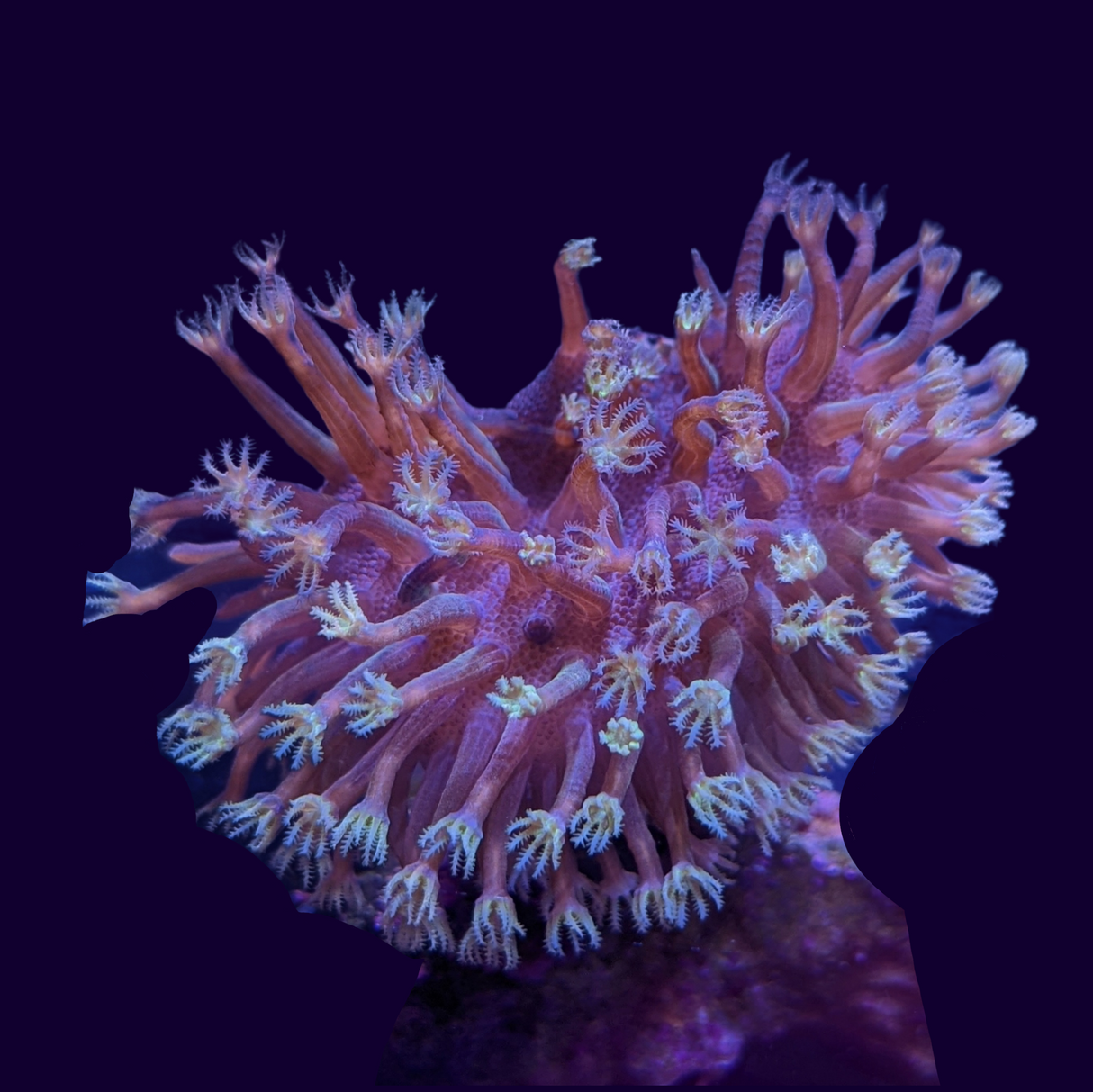 Medium Toadstool Frag (UK Grown)