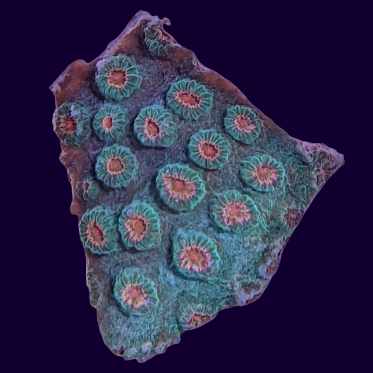 Jingle Bells Cyphastrea