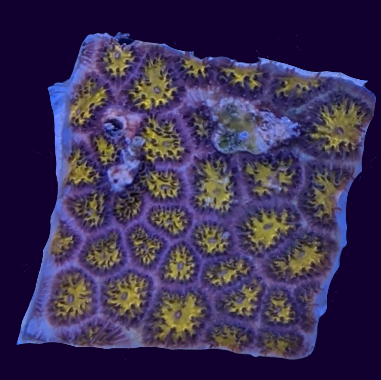 Orange Leptastrea Frag