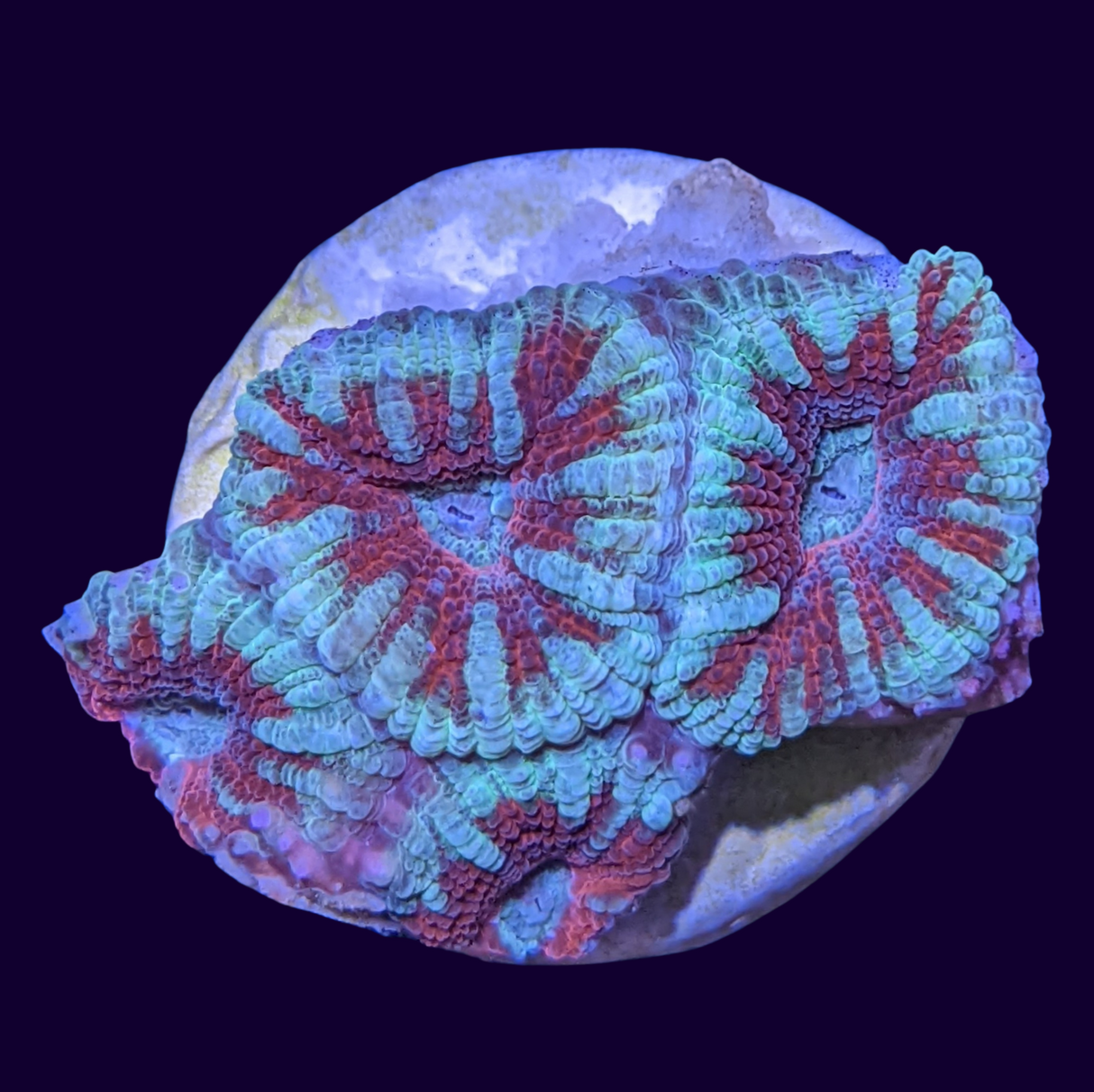 Acanthastrea Lordhowensi