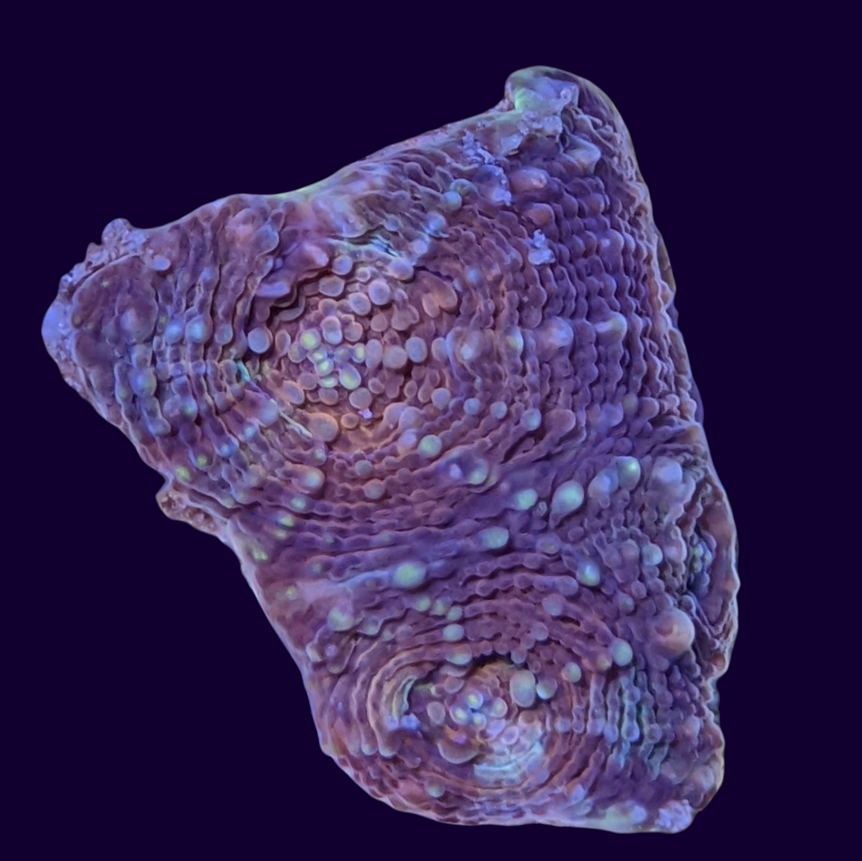 Molten Core Acan Echinata