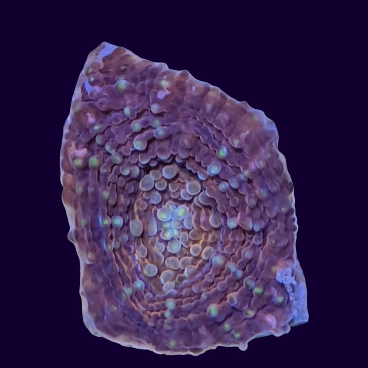 Molten Core Acan Echinata