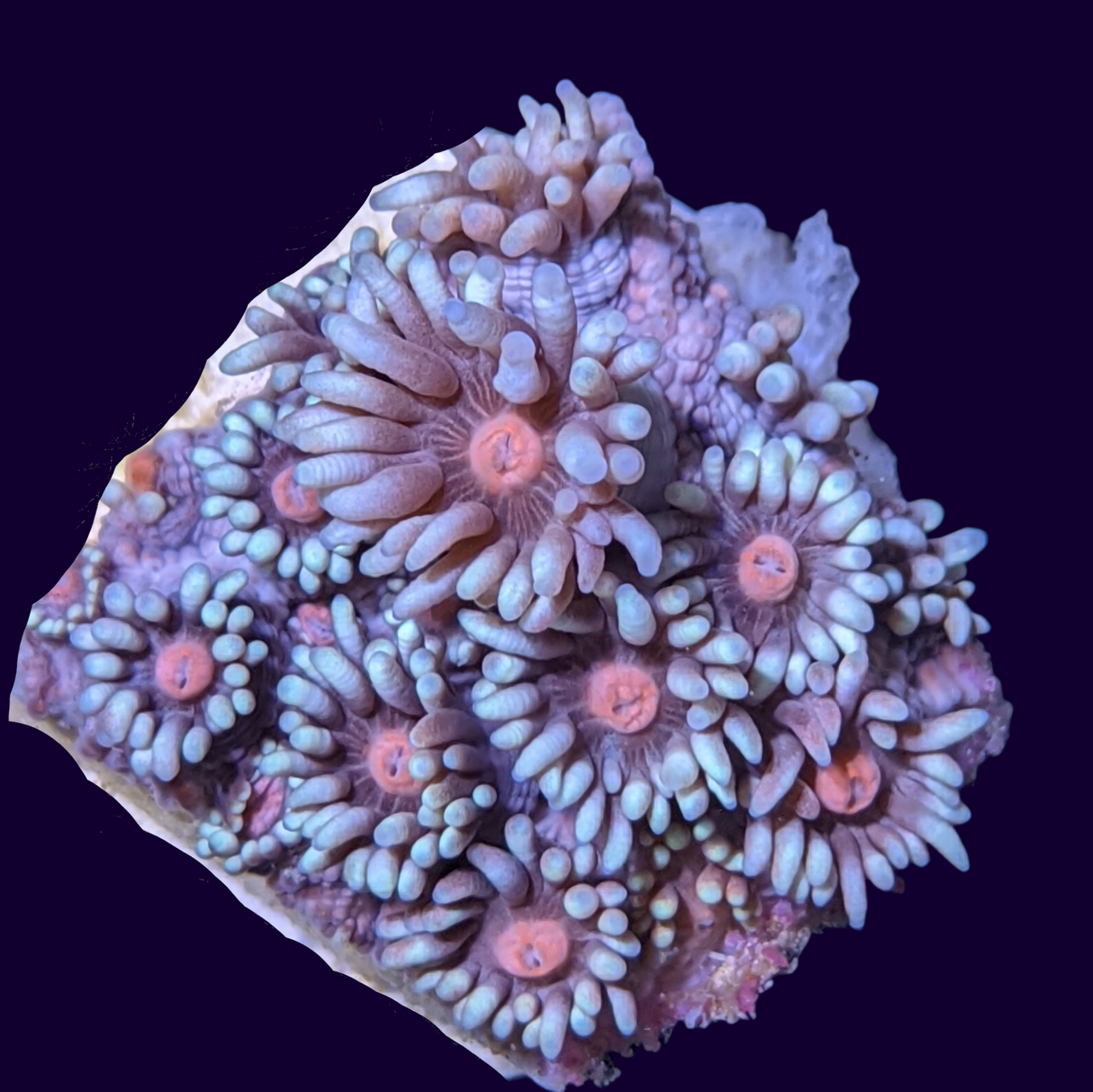 Long Polyp Blue with Pink Eye Goniopora