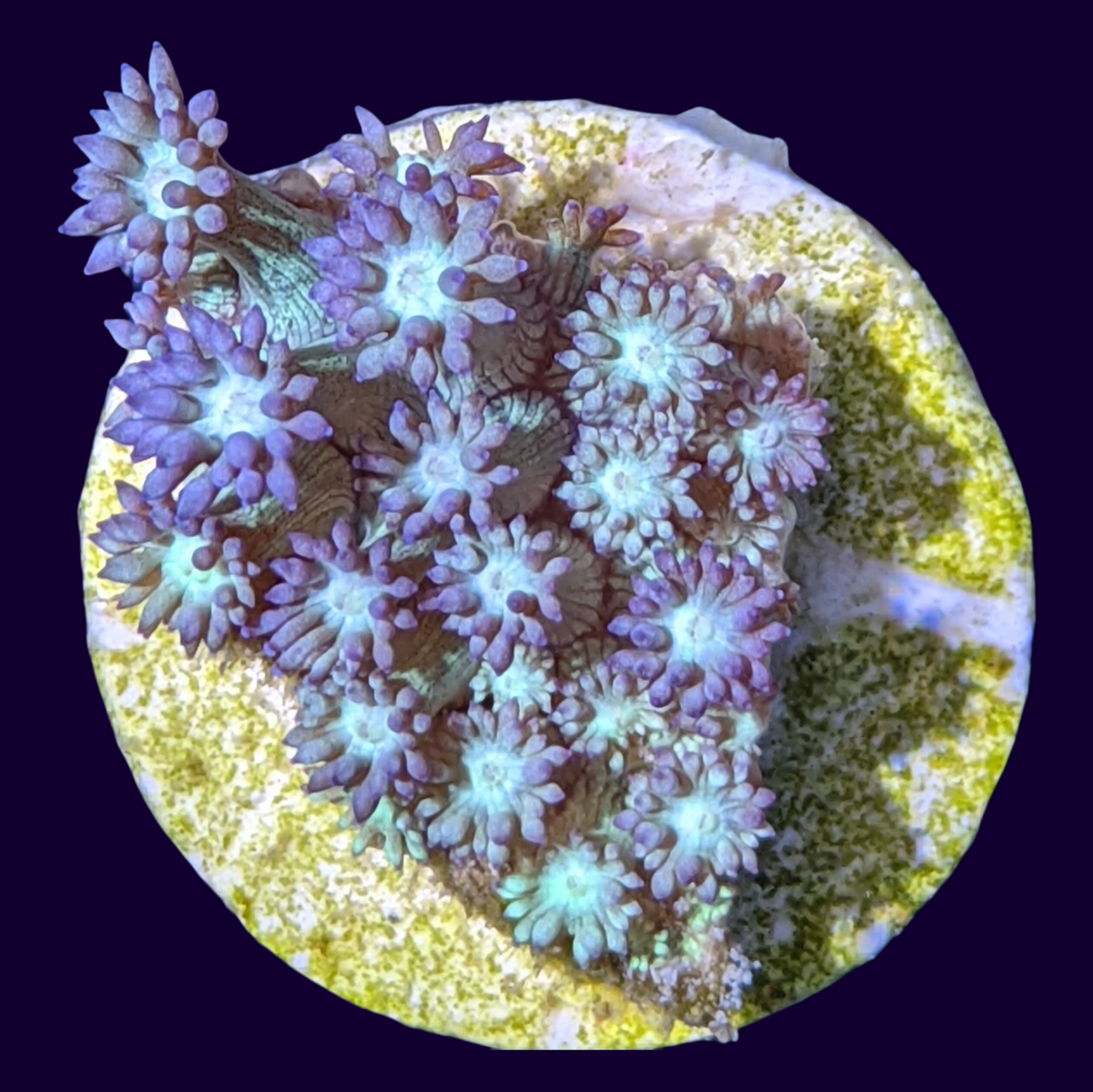 Blue with Cream Eye Goniopora