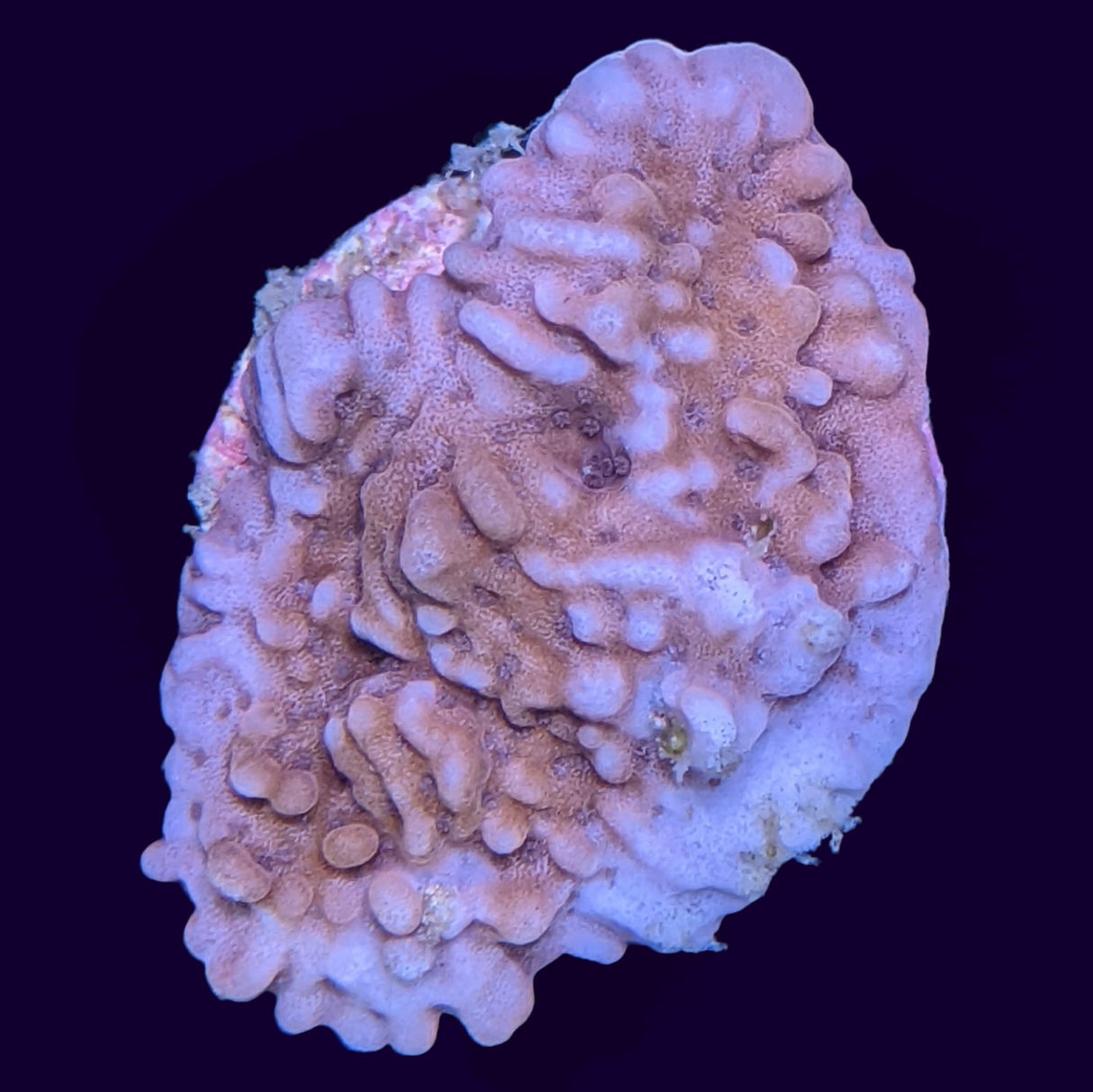 Pink Montipora (UK Grown)