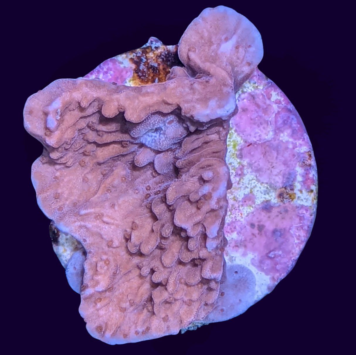Pink Montipora (UK Grown)
