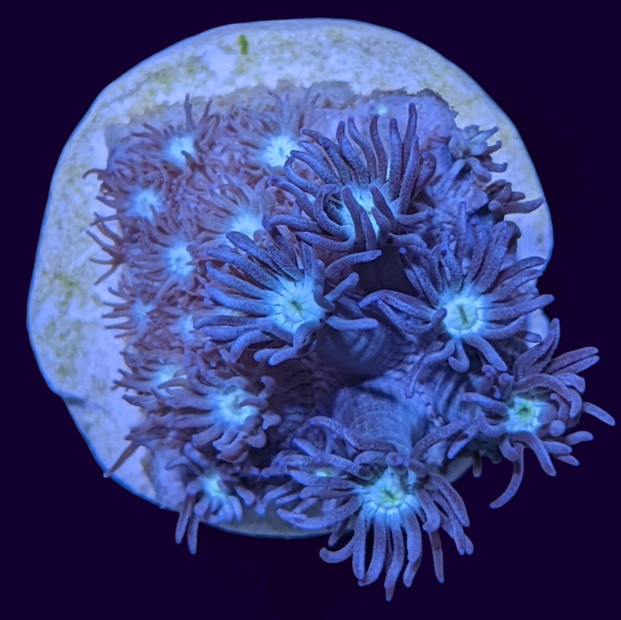 Blue with Cream Eye Goniopora