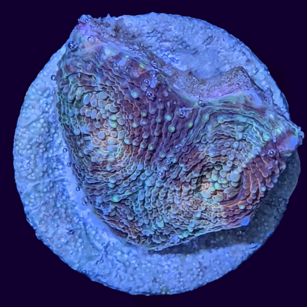 Molten Core Acan Echinata