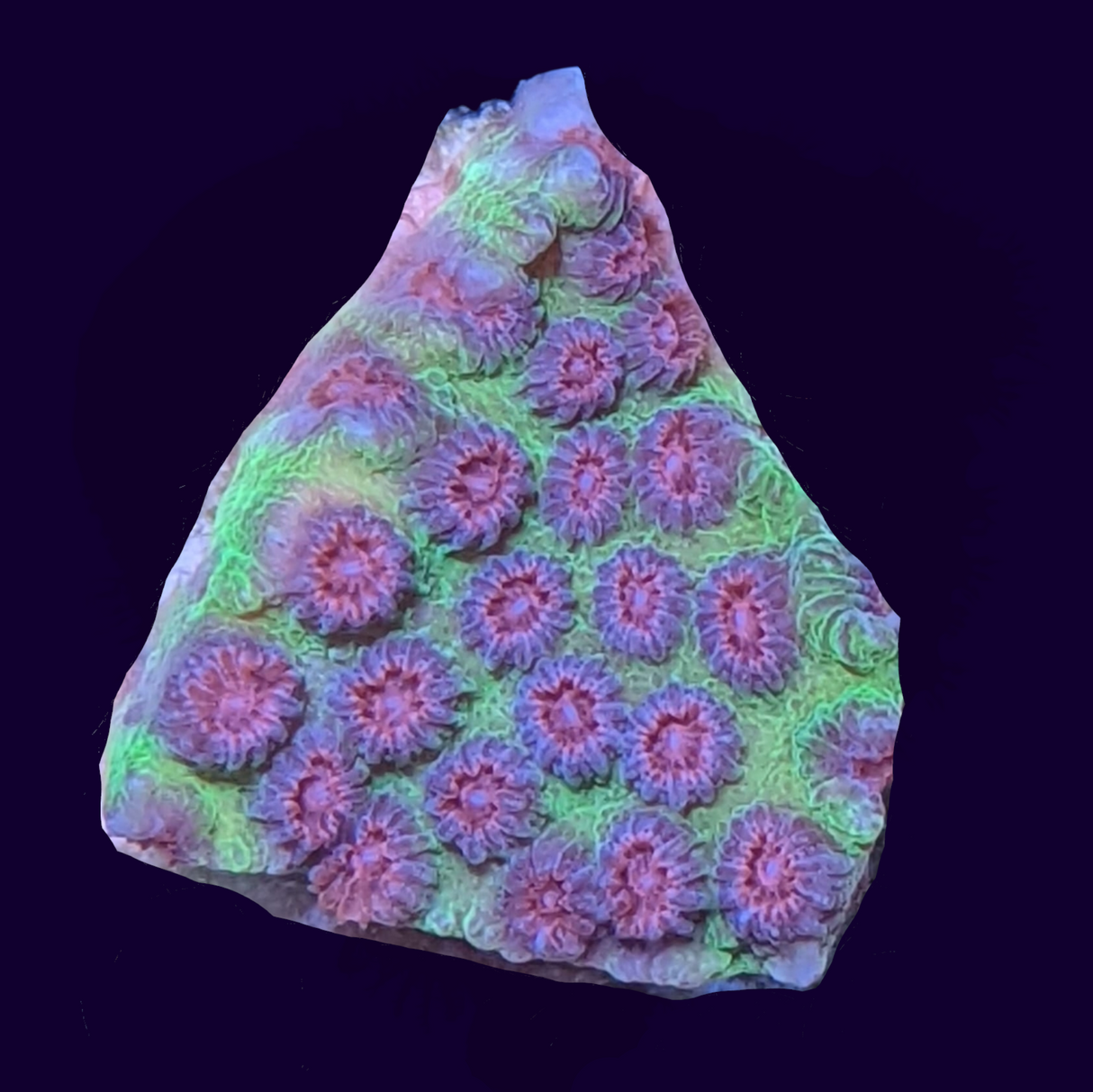 Alien Pox Cyphastrea