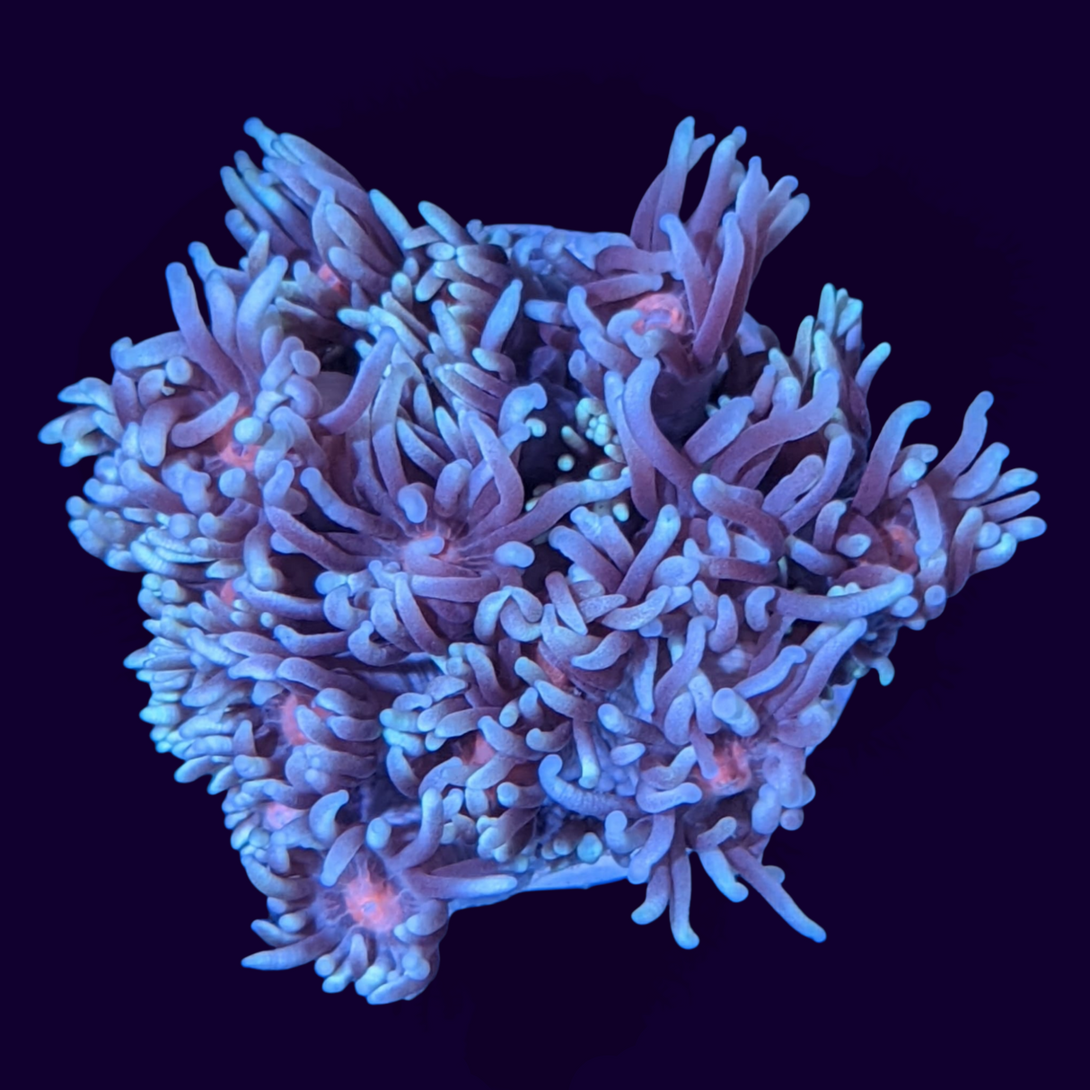 Long Polyp Blue with Pink Eye Goniopora