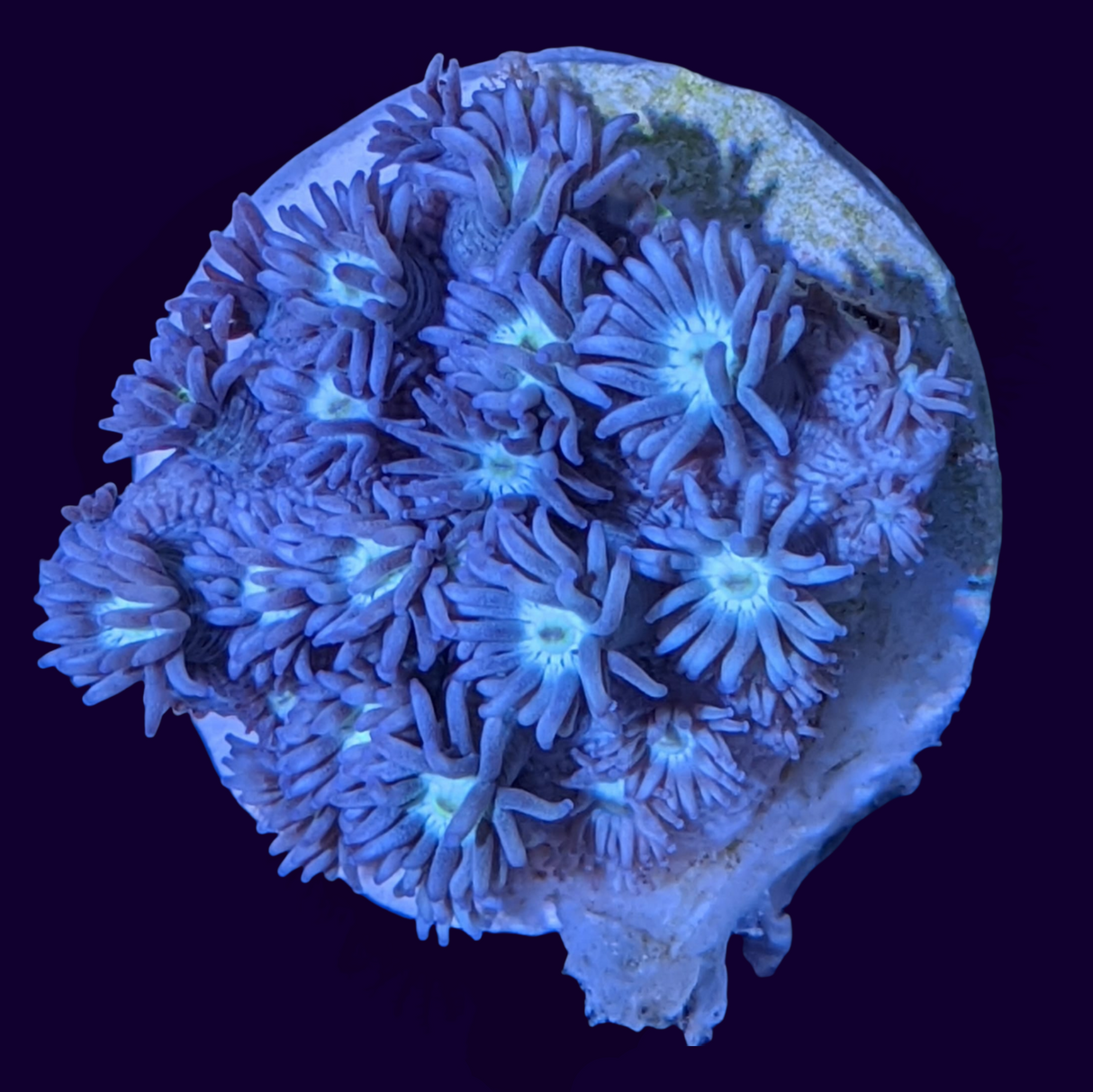 Blue with Cream Eye Goniopora