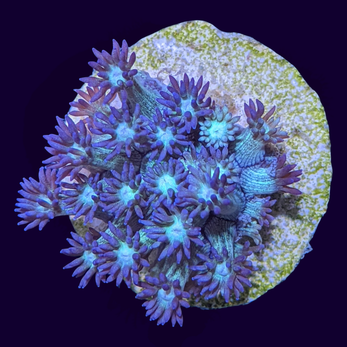 Blue with Cream Eye Goniopora