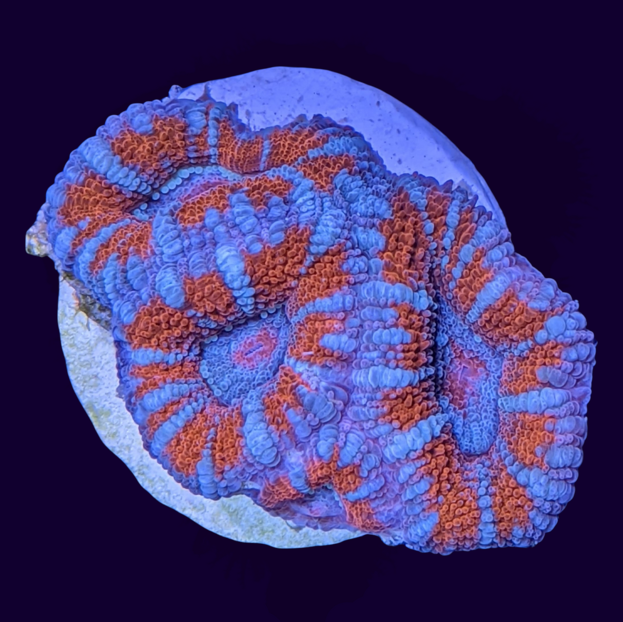 Acanthastrea Lordhowensi